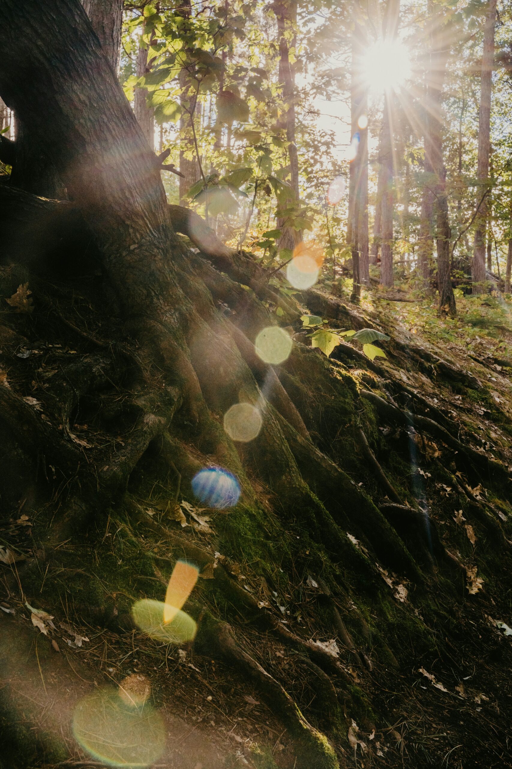 Up close of the roots of a tree with sun shining across them
